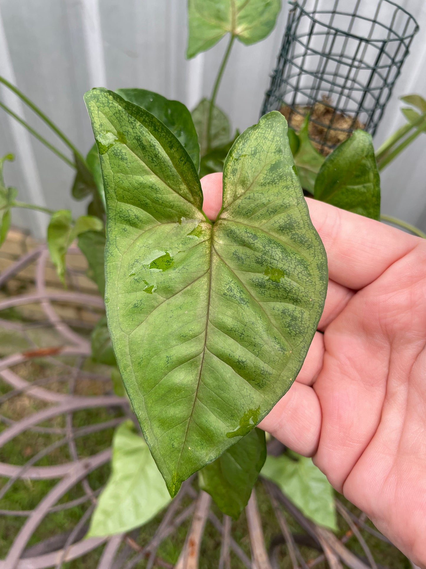 Syngonium sp. on moss pole