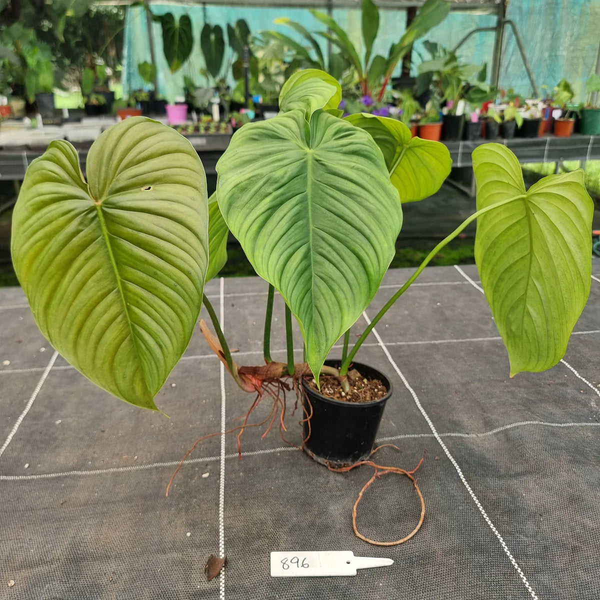 Philodendron Tenue x Plowmanii
