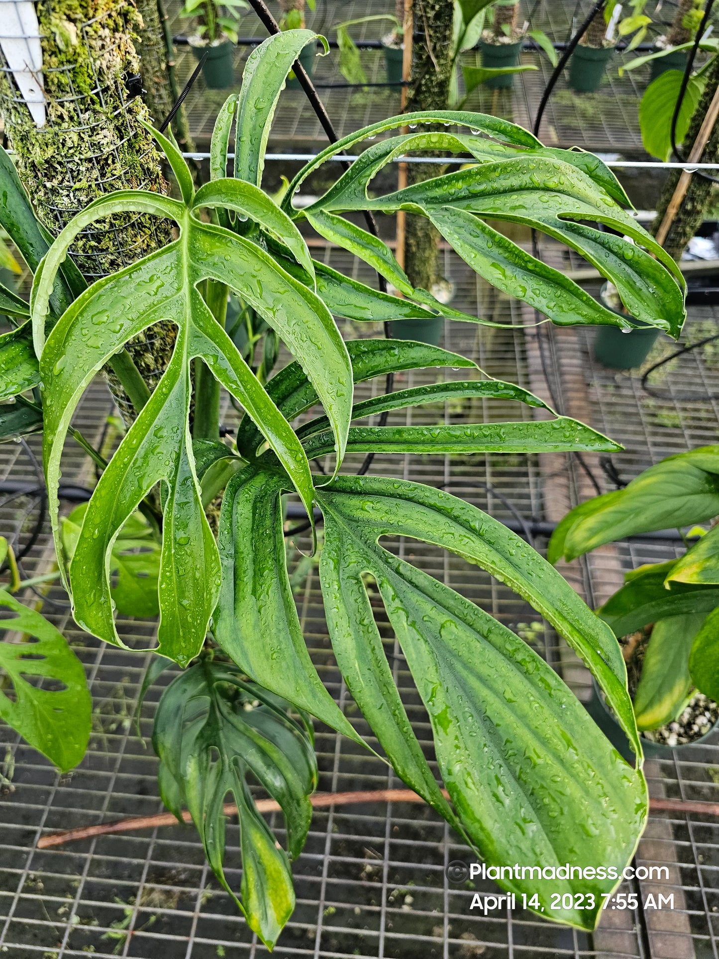 Monstera Aureopinnata cutting