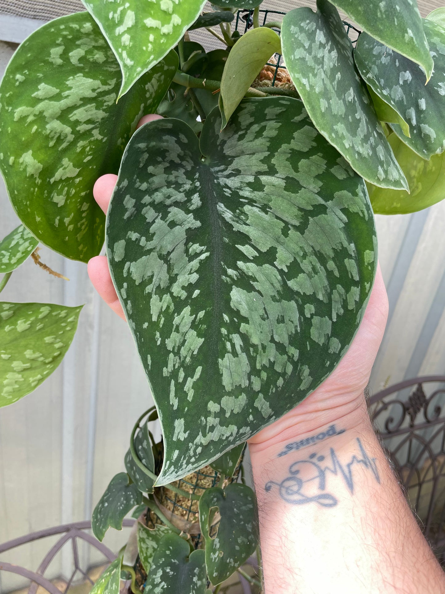 Scindapsus Pictus Exotica on pole