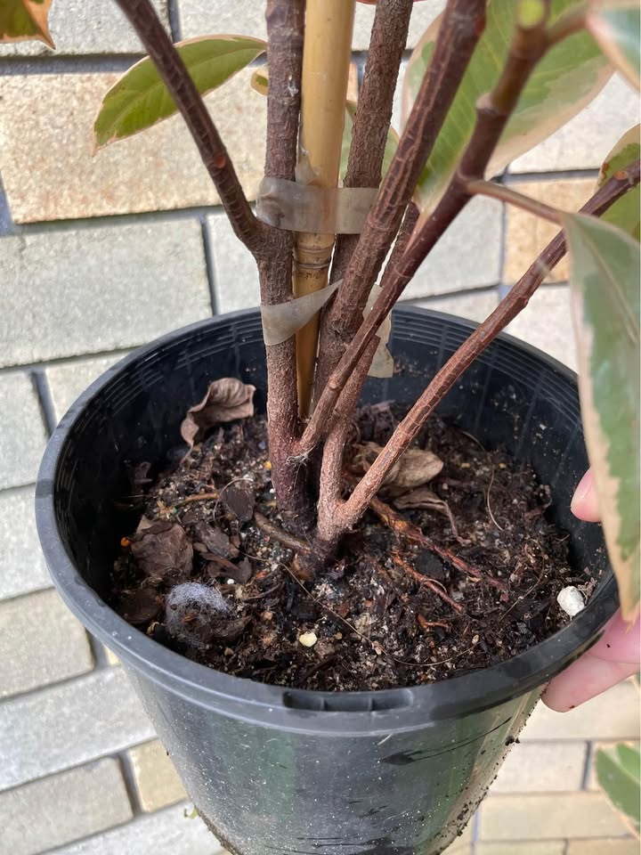 Ficus Ruby