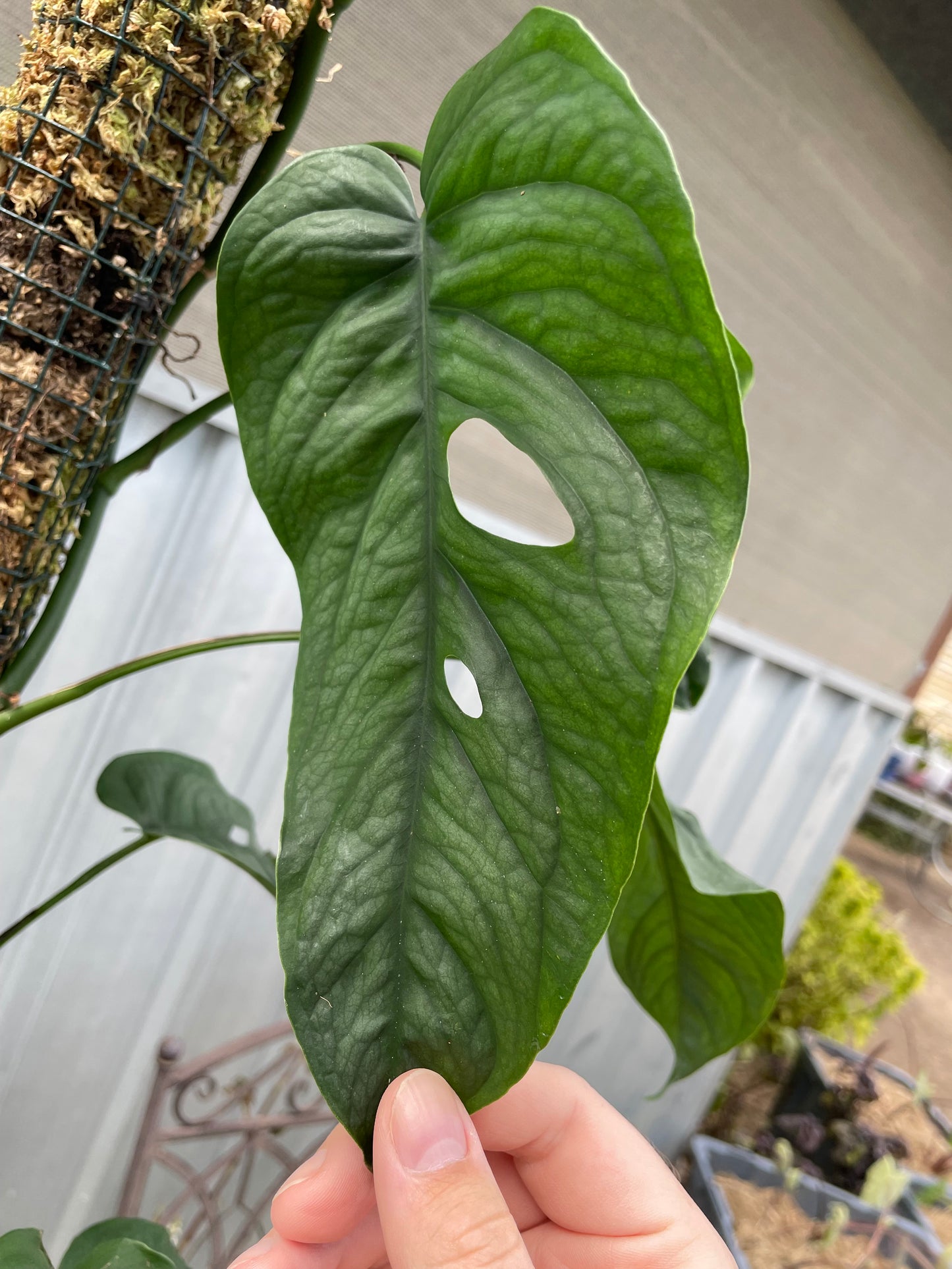 Monstera Siltepecana on 90cm moss pole
