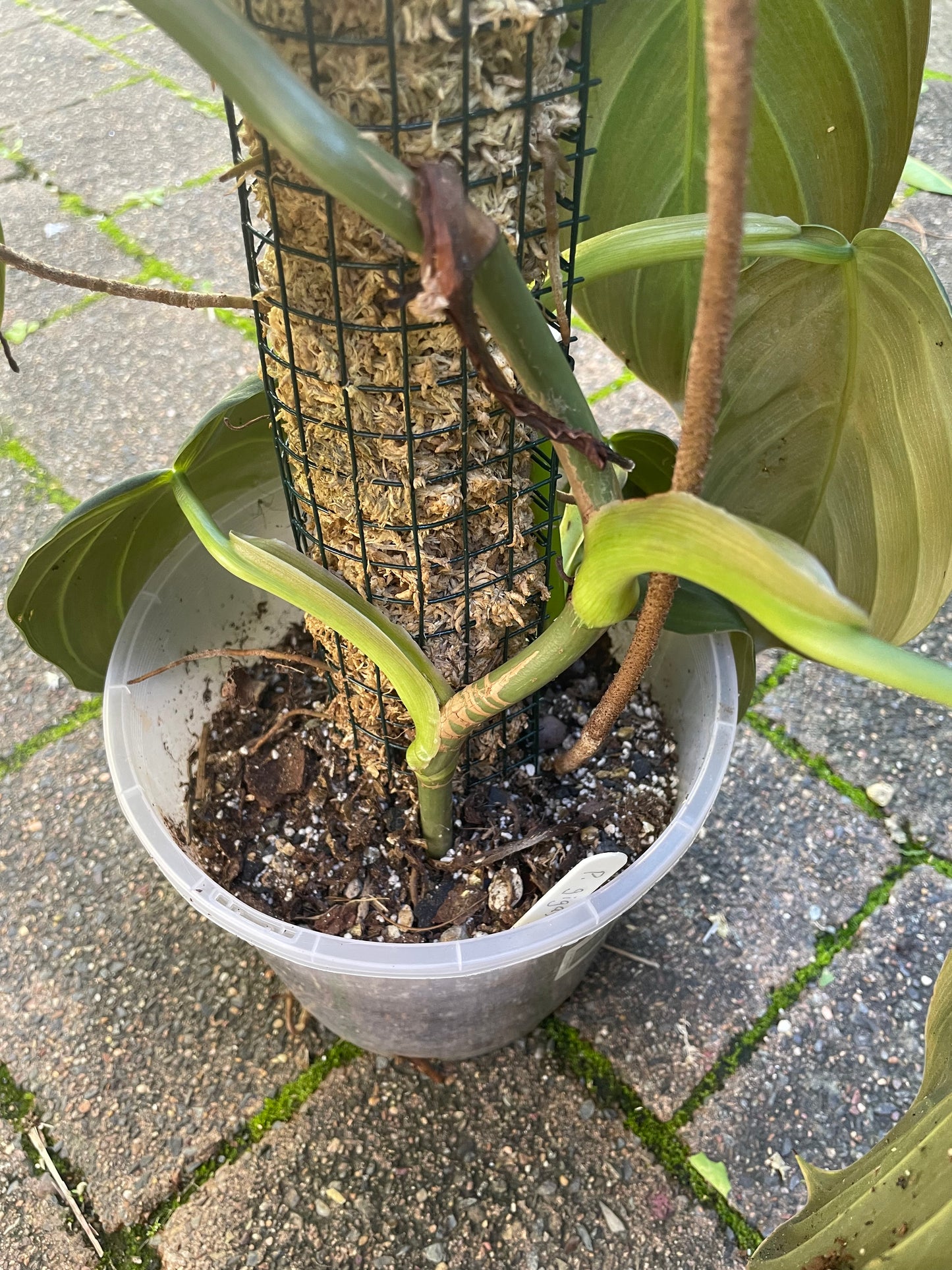 Philodendron Gigas on 90cm pole