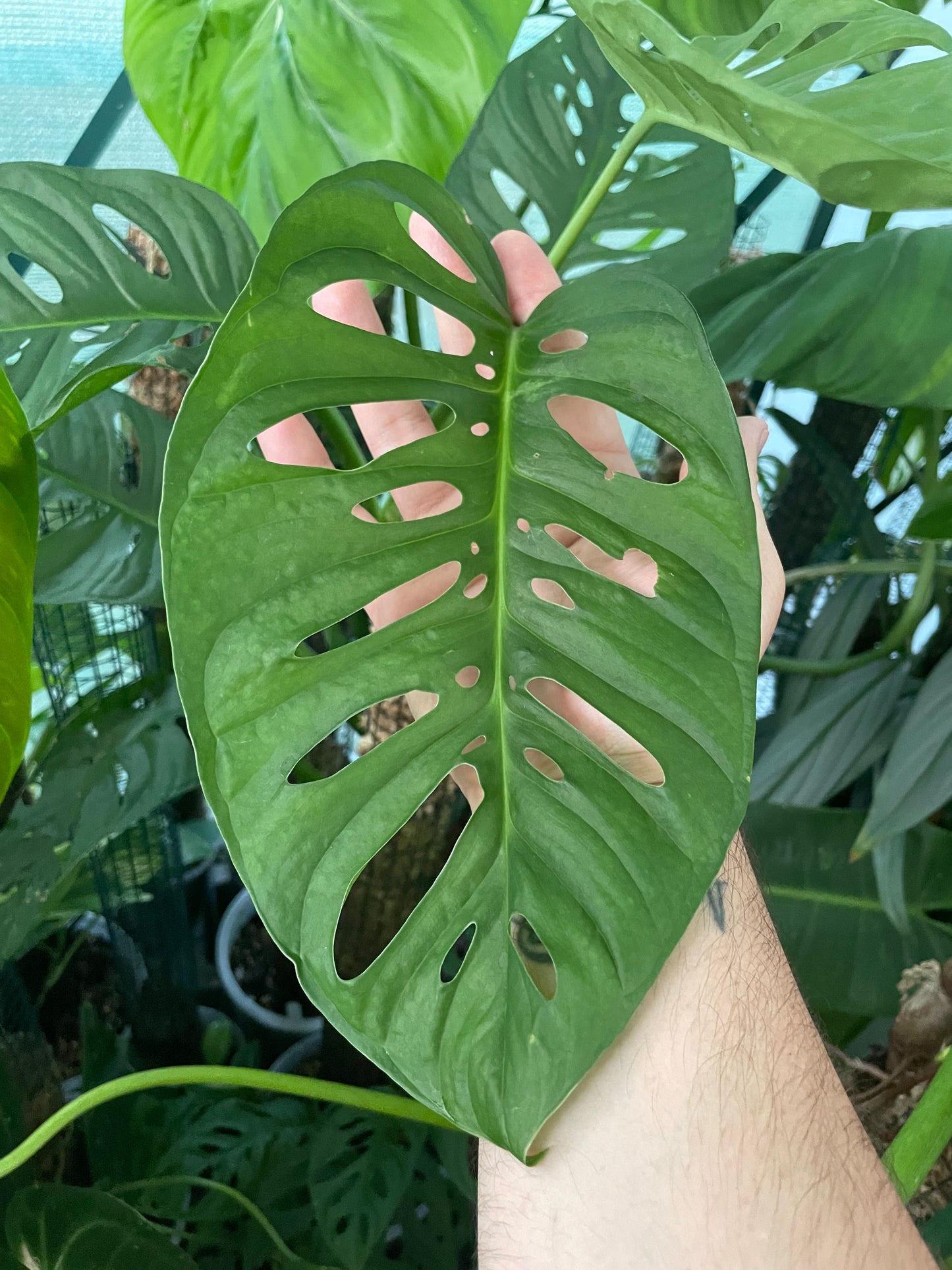 Monstera Adansonii 'Monkey Mask'