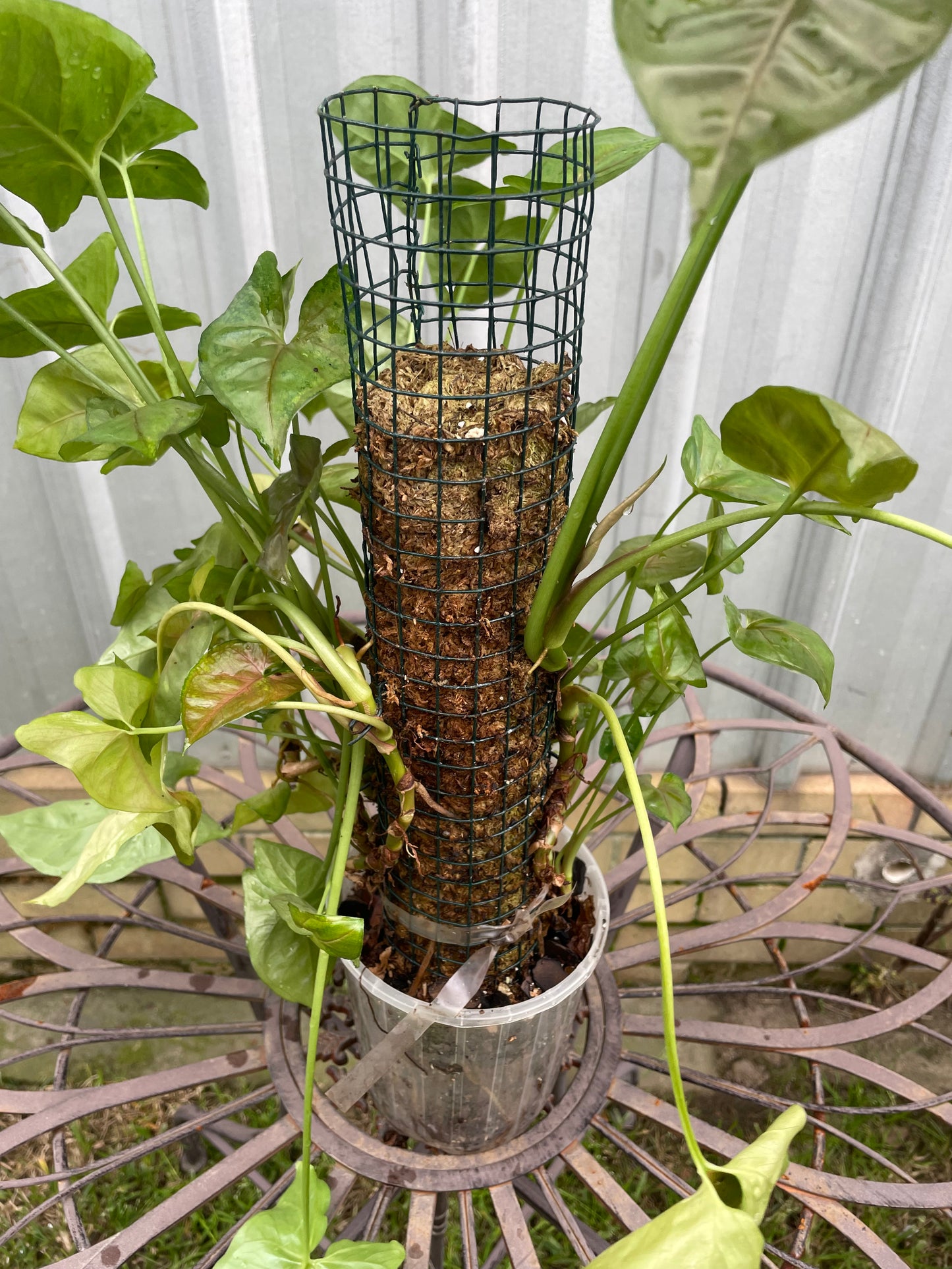 Syngonium sp. on moss pole