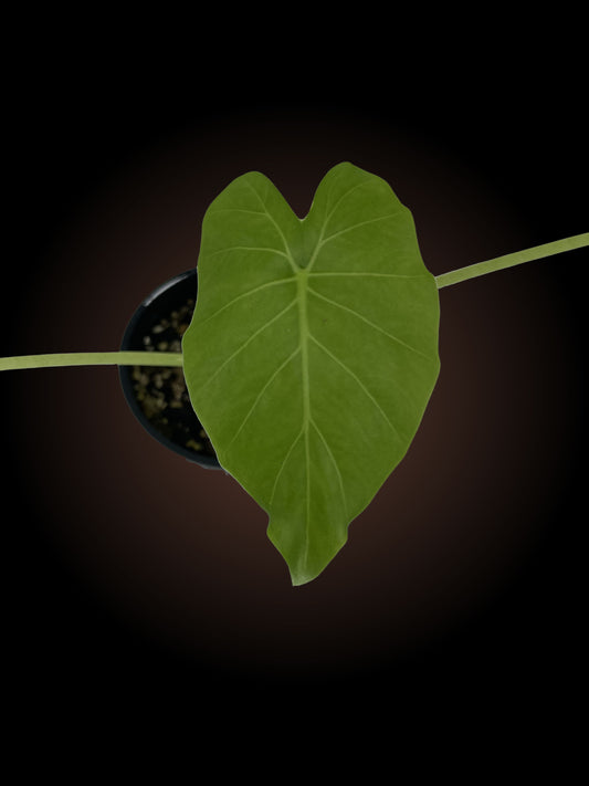 Alocasia Gageana