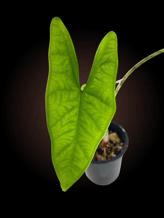 Alocasia Green Carpet