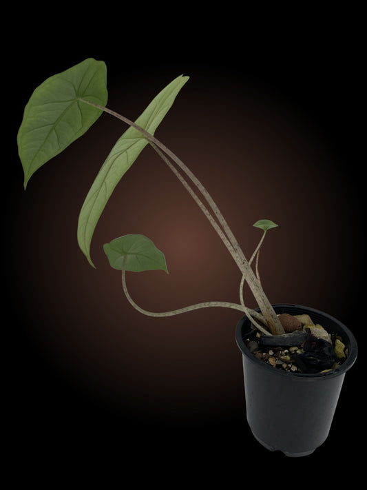 Alocasia Heterophylla 'Metallic Blue'