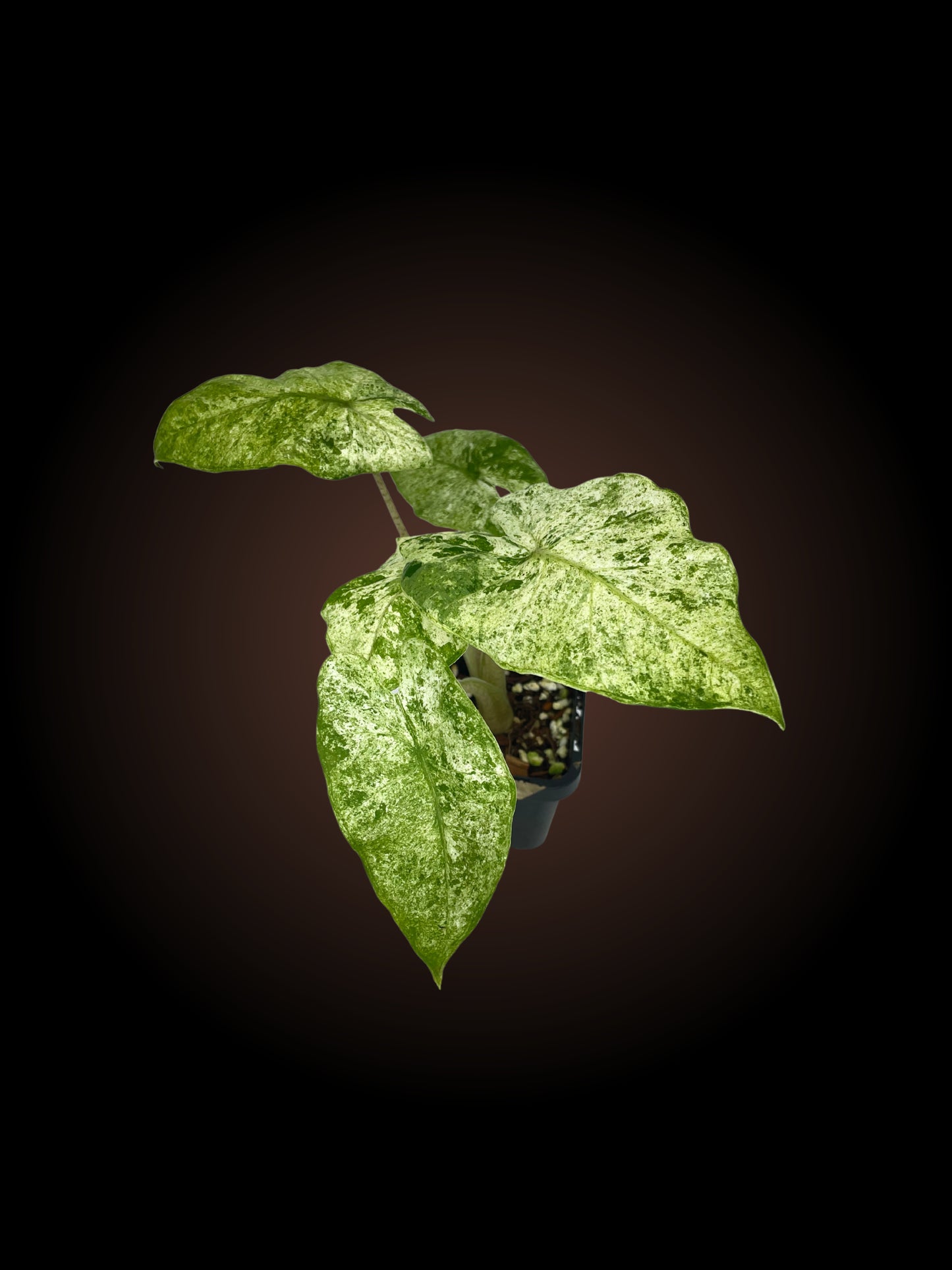 Alocasia Odora 'Batik'
