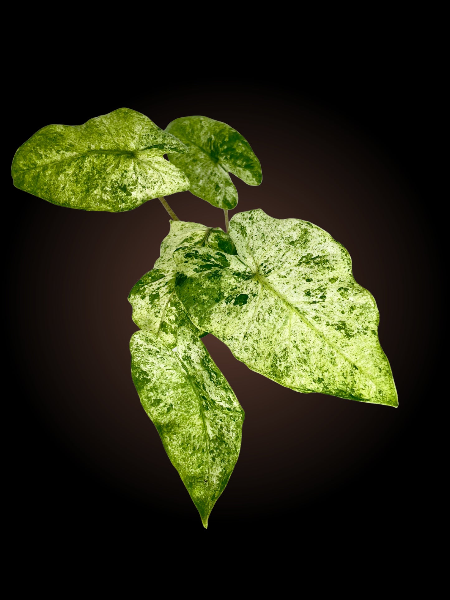 Alocasia Odora 'Batik'
