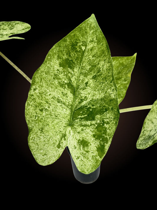 Alocasia Odora 'Batik'