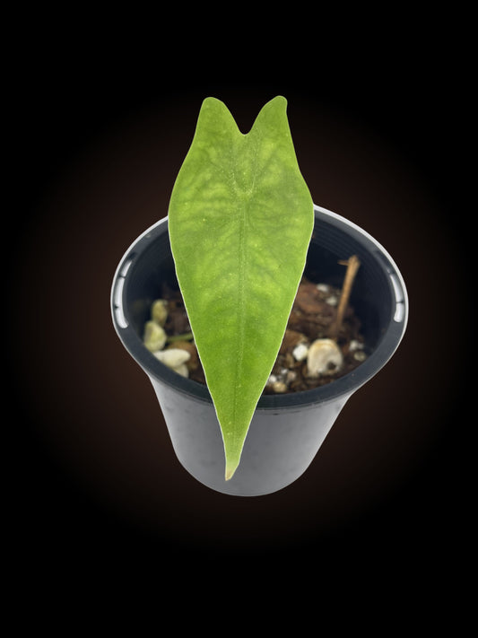 Alocasia Reticulata