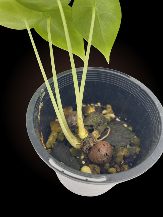 Alocasia Venusta