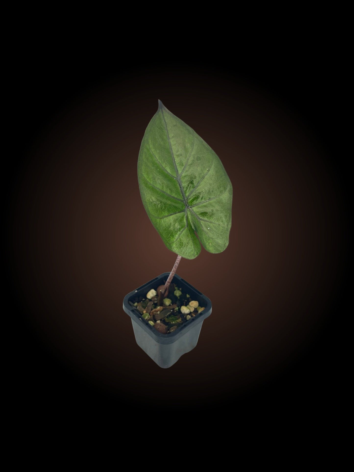 Alocasia Yukatan Princess