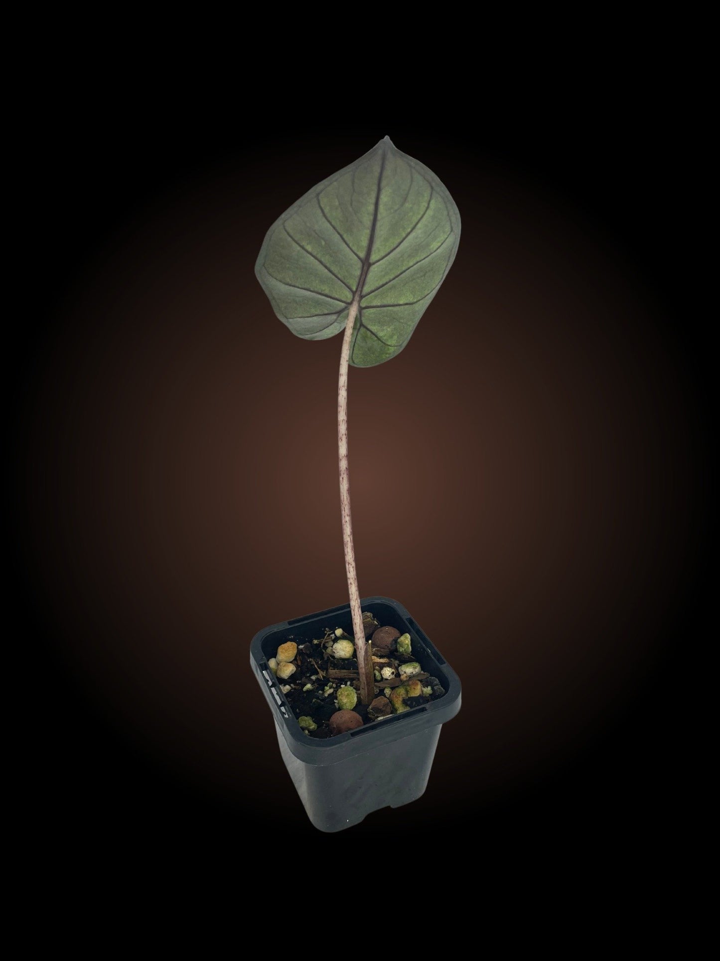 Alocasia Yukatan Princess
