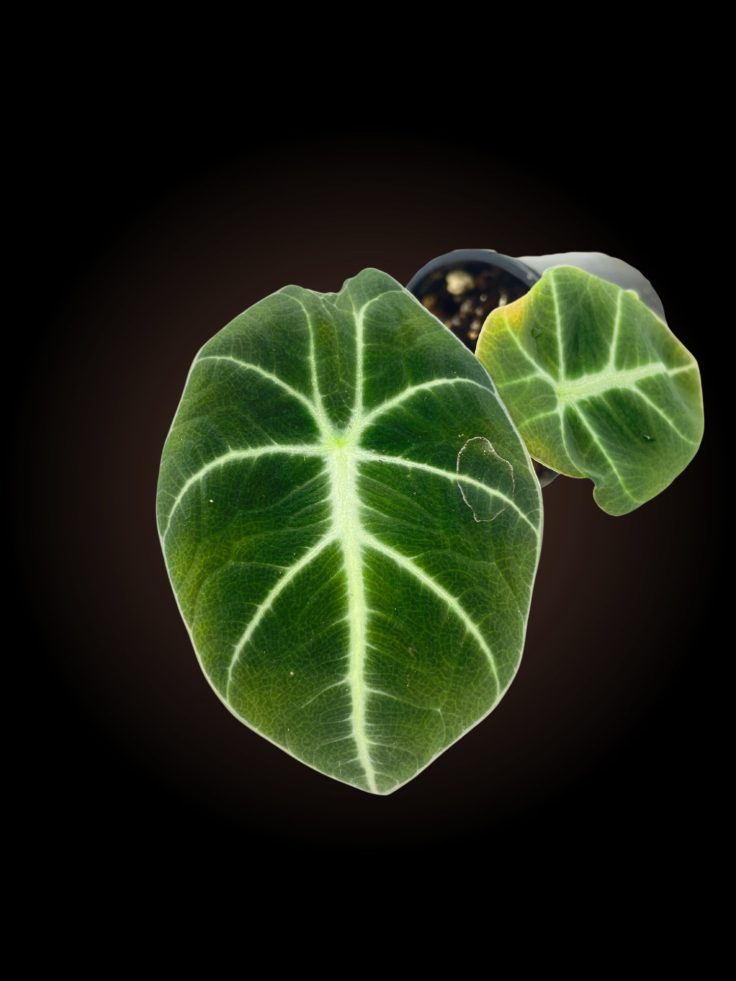 Alocasia Reginula 'Black Velvet'