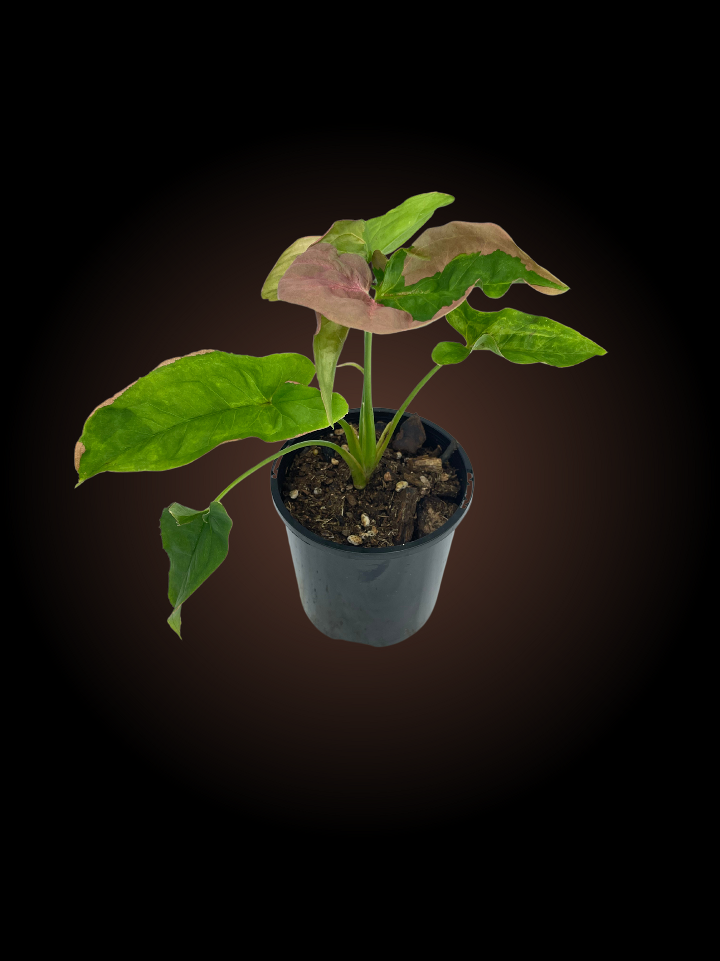 Syngonium Beauty