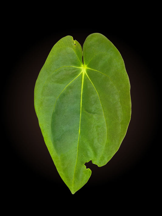 Anthurium Berry Hoff