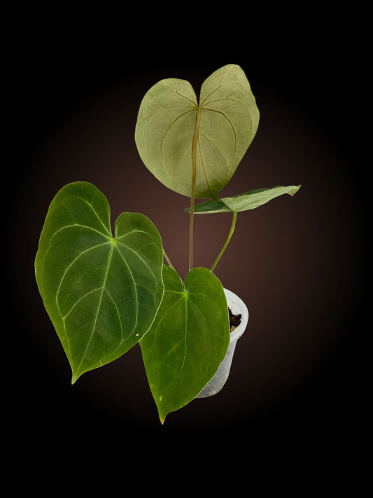 Anthurium Complex Crystal Phoenix