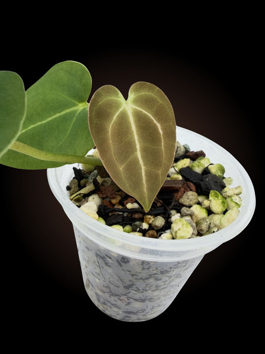 Weekly Auction - Anthurium Crackling Veins