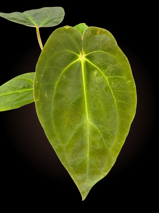 Anthurium Grande x Dress x Pap