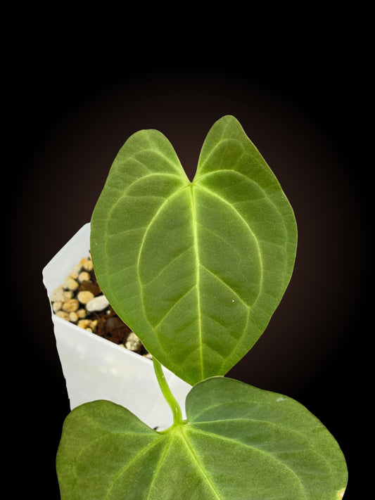 Anthurium Pap x Dress x Hoff x BS