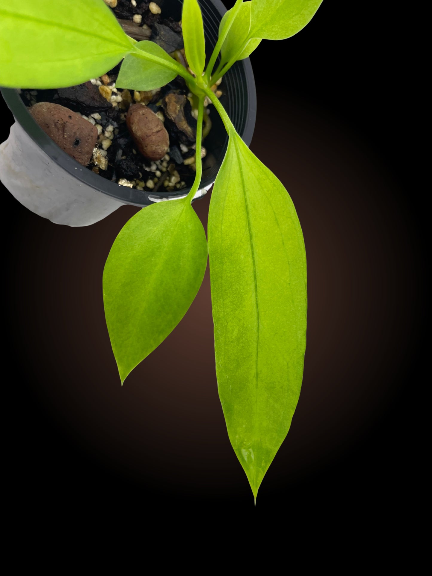 Seed Grown Anthurium Vittarifolium