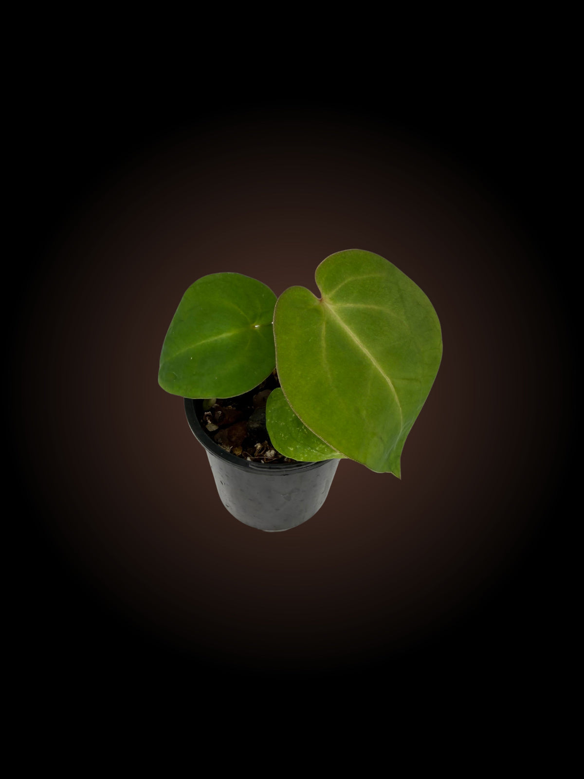 Anthurium NoID - Your Choice