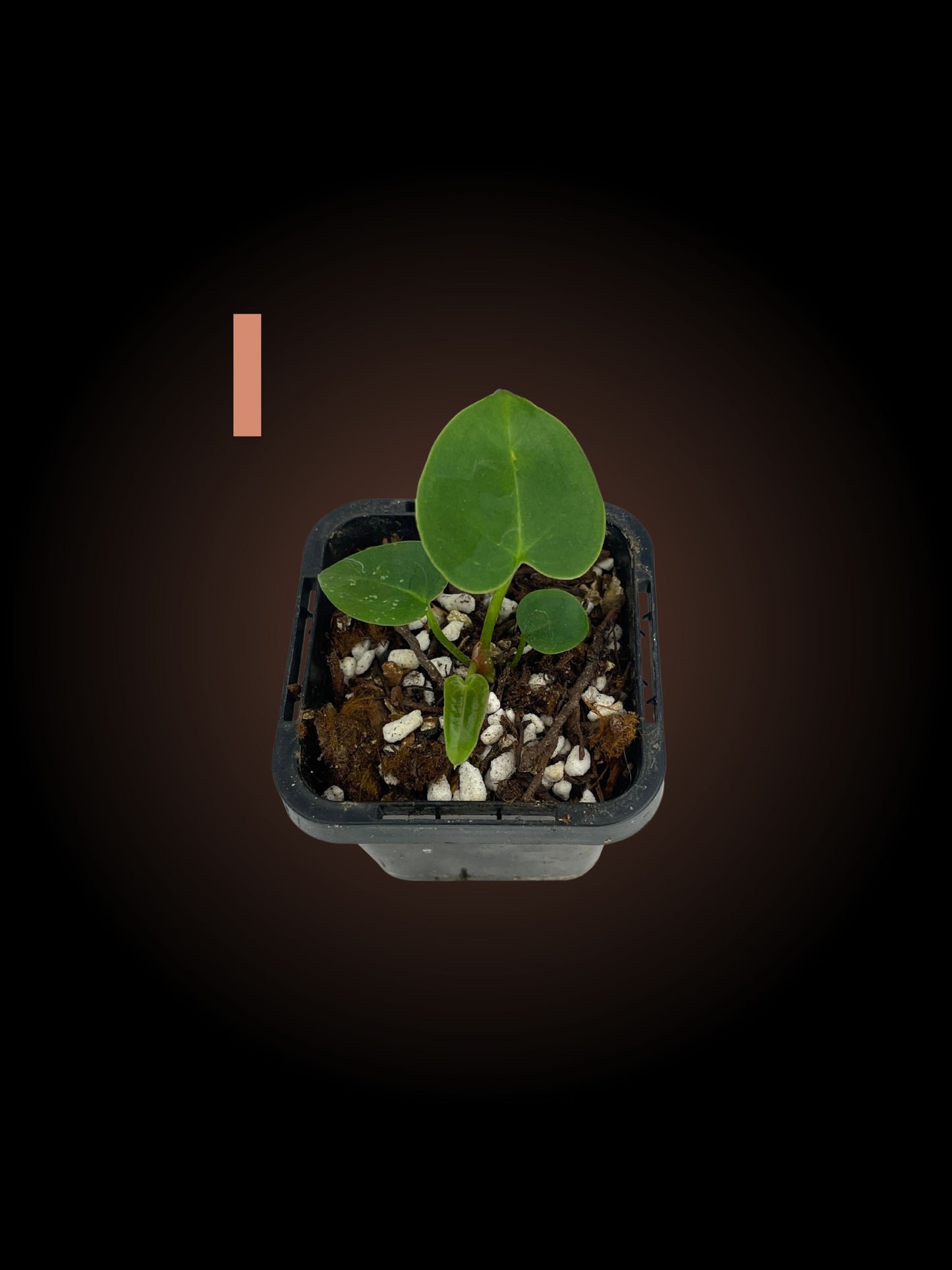 Anthurium NoID - Your Choice