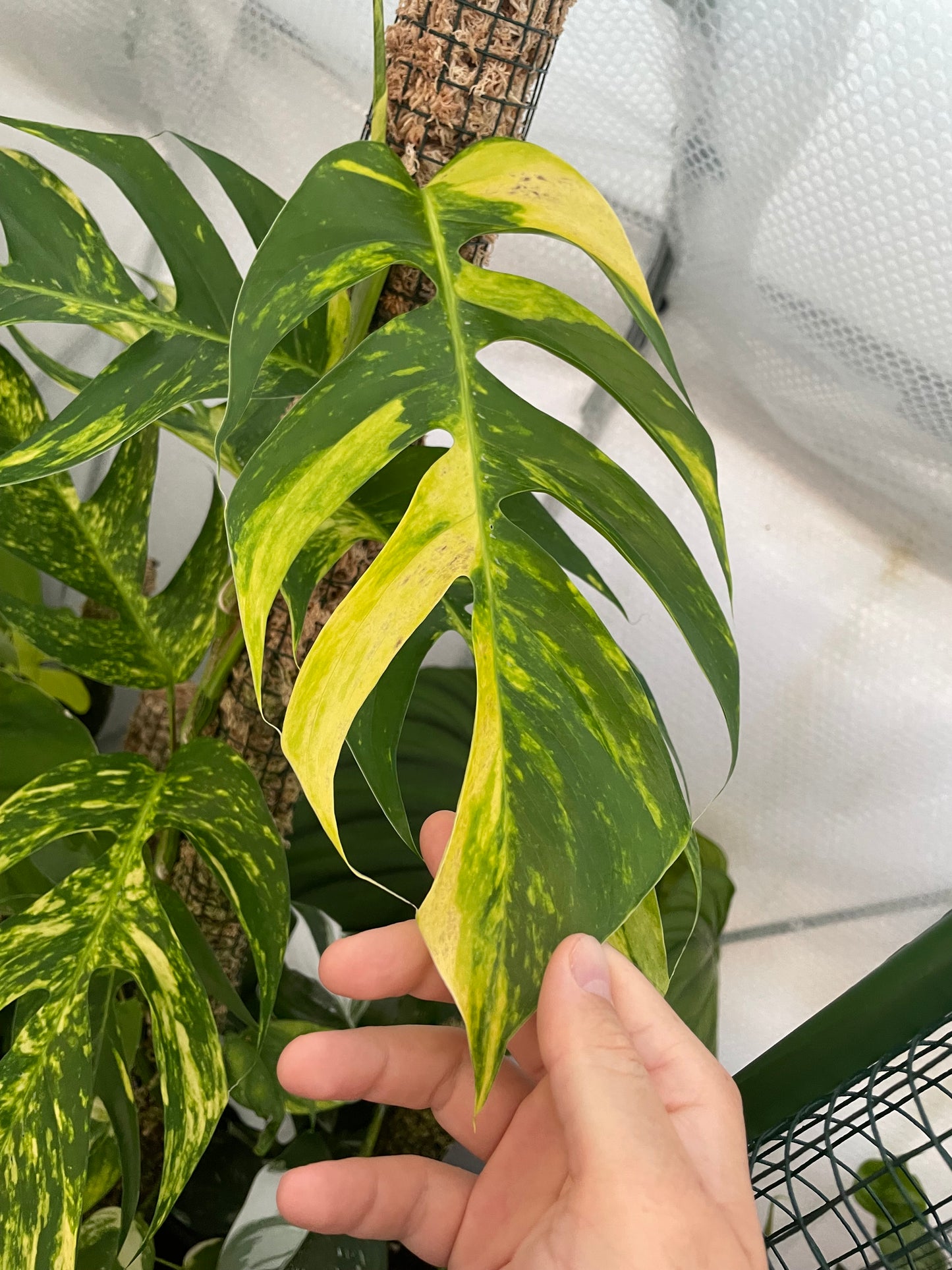 Epipremnum Pinnatum Aurea Cutting