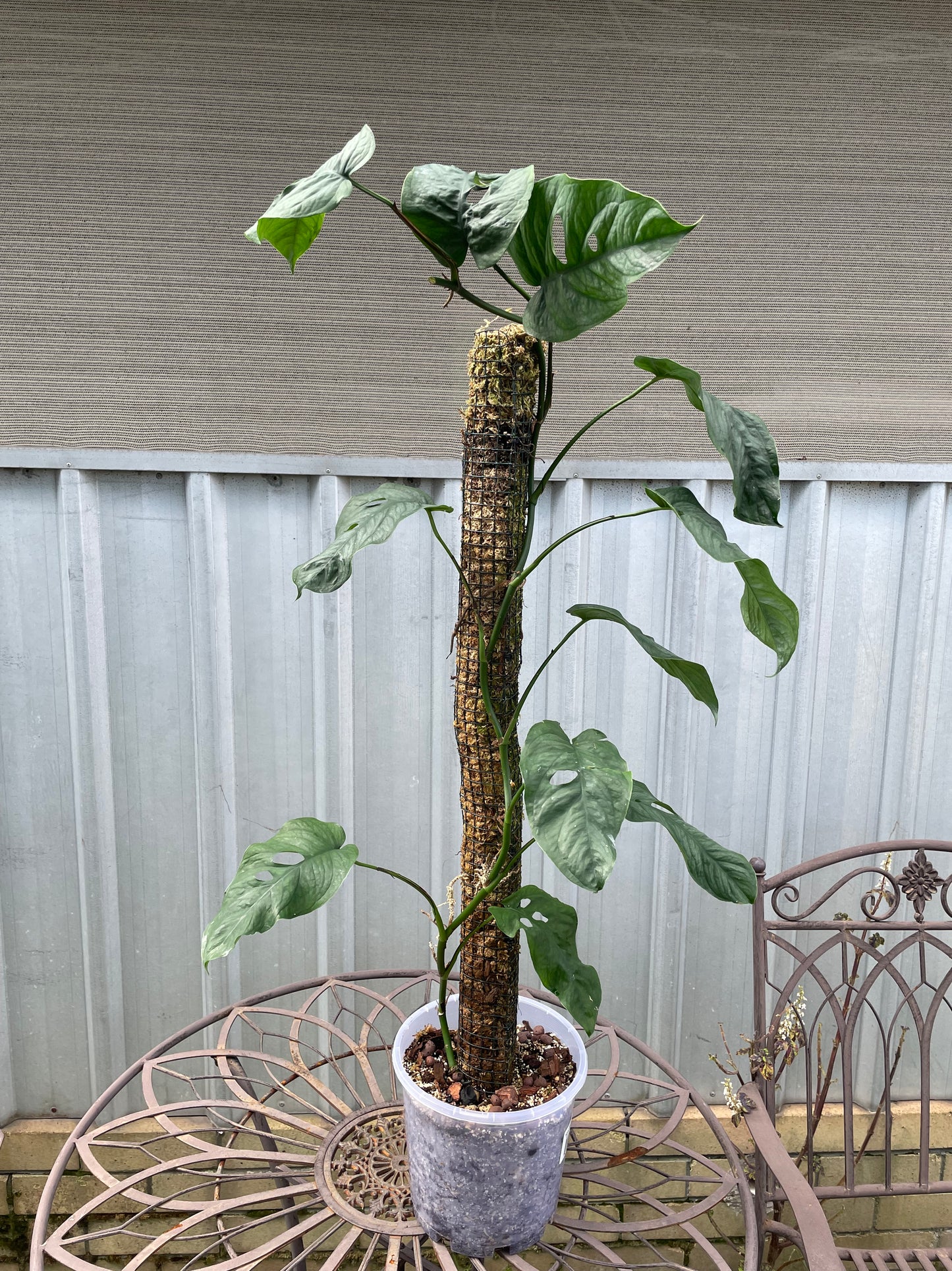 Monstera Siltepecana on 90cm moss pole