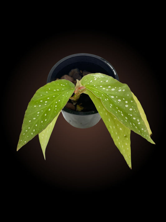 Begonia Coccinea Speciosa