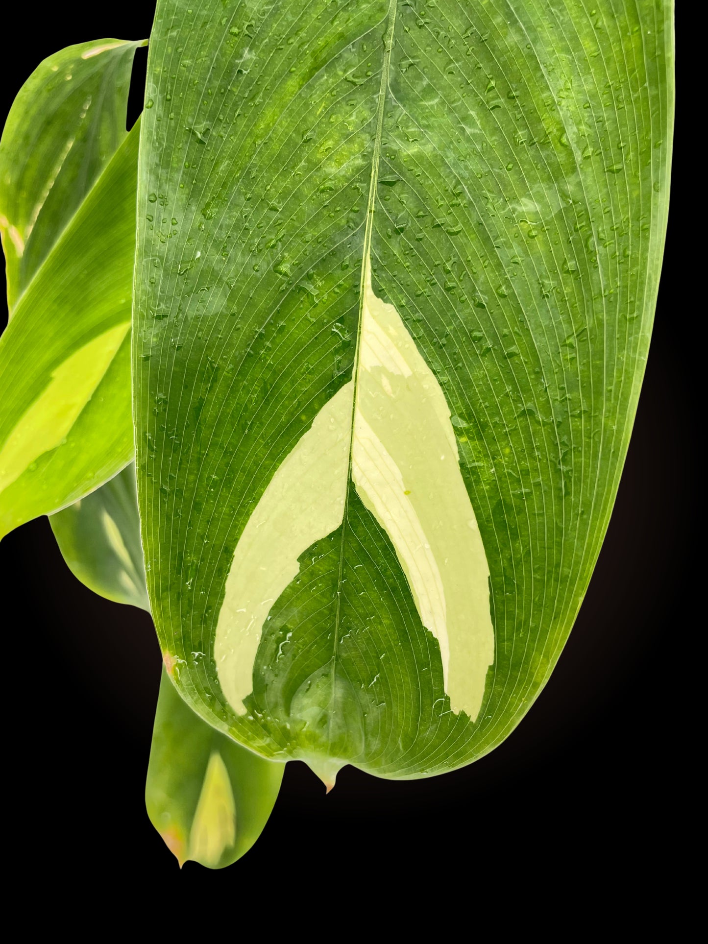 Ctenanthe Pilosa "Golden Mosaic"