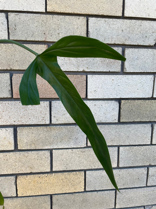 Weekly Auction - Rare Plant Cutting Bundle