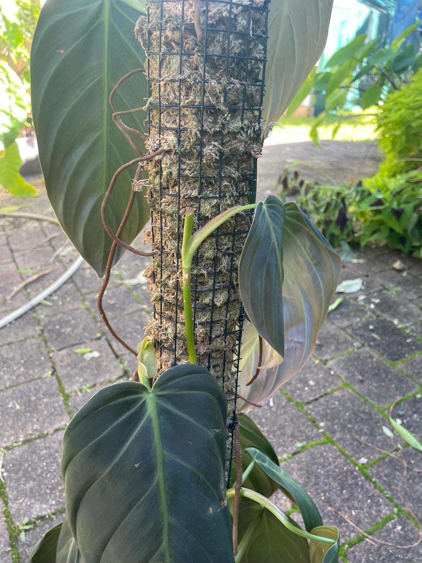 Philodendron Gigas on 90cm pole