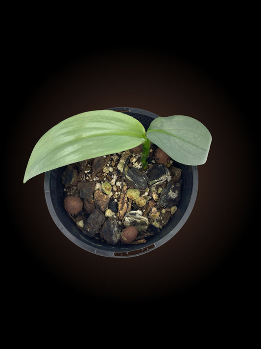 Non-TC Epipremnum Amplissimum 'Silver'