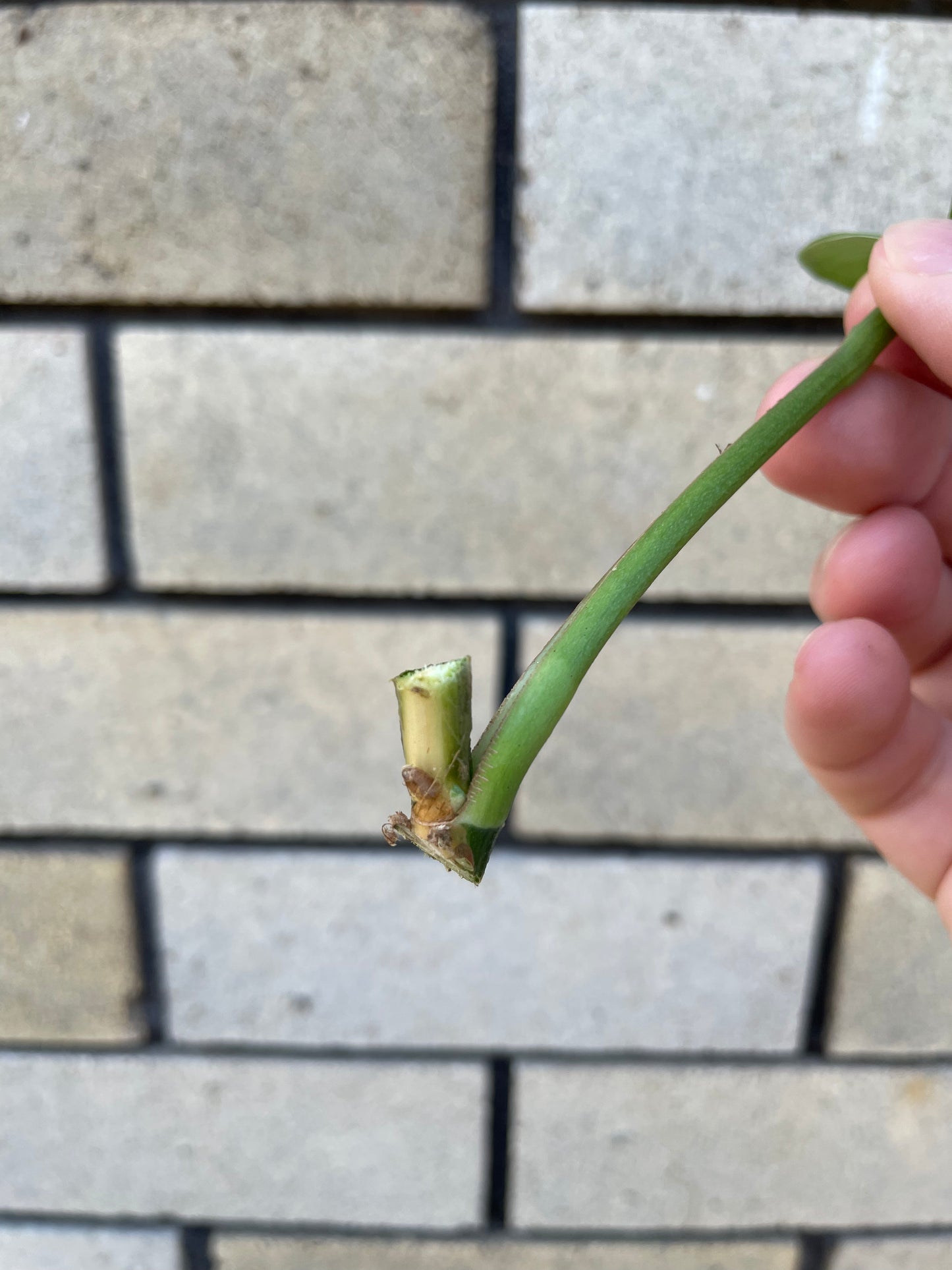 Epipremnum Aureum Emerald Queen cutting