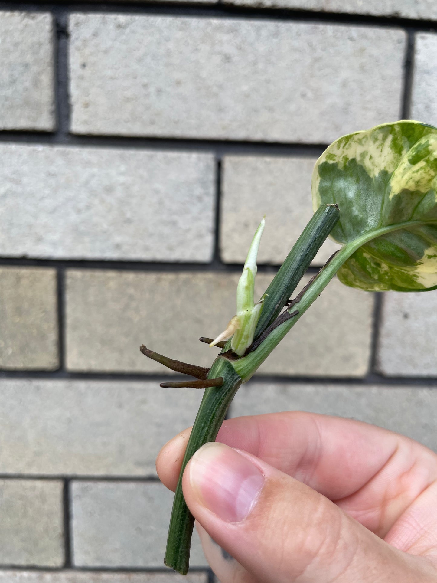 Epipremnum Aureum Snow Queen cutting
