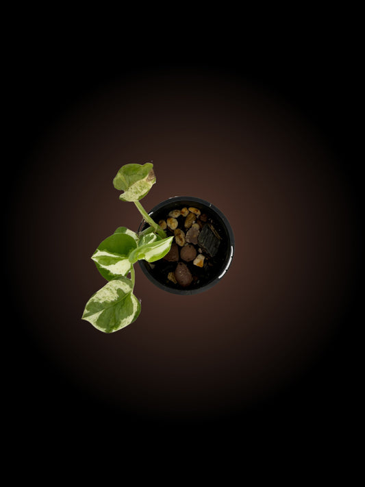 Epipremnum Aureum Snow Queen