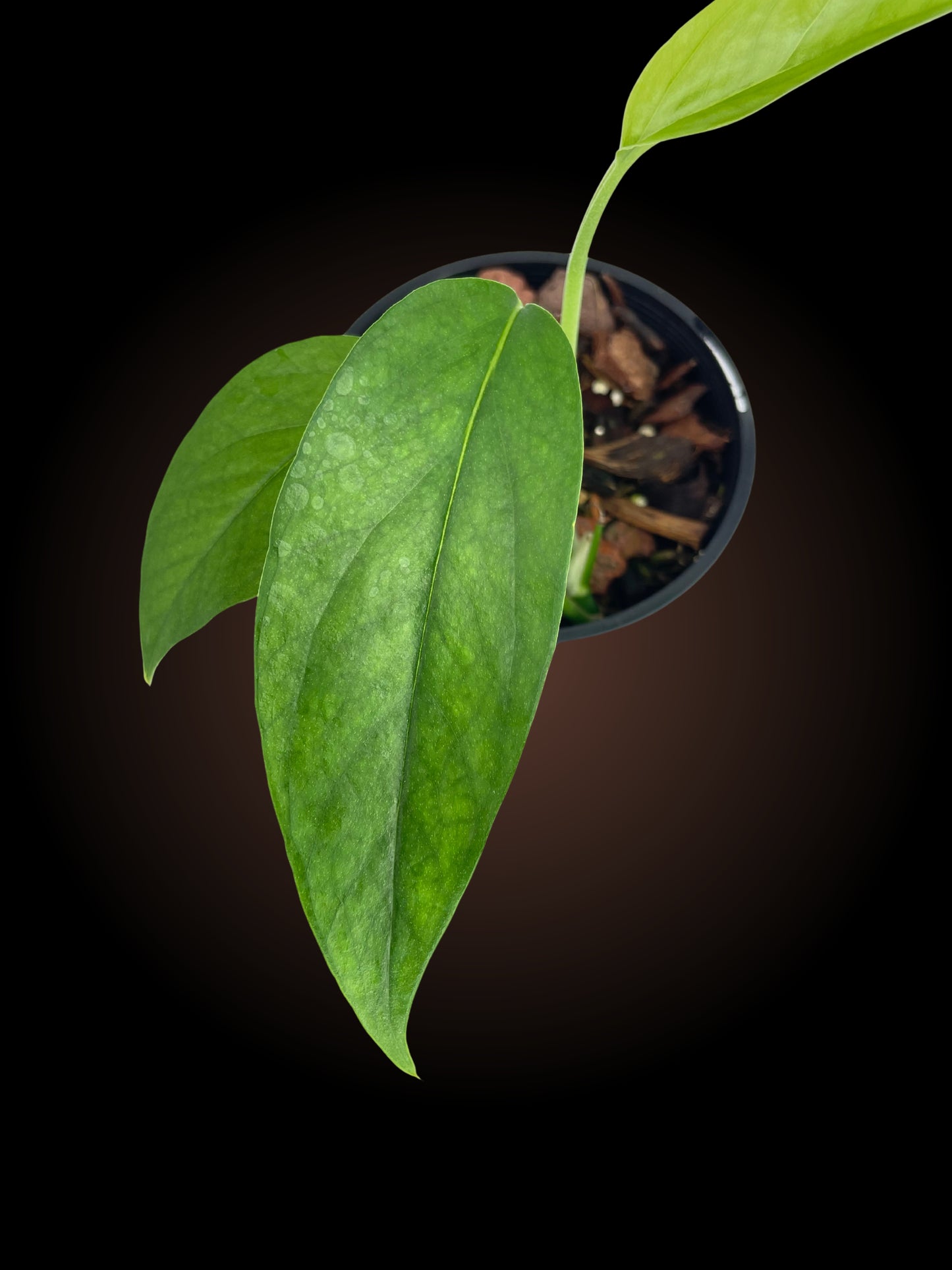 Epipremnum Pinnatum Baltic Blue