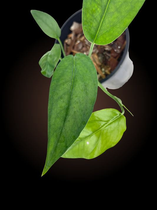 Epipremnum Pinnatum Baltic Blue