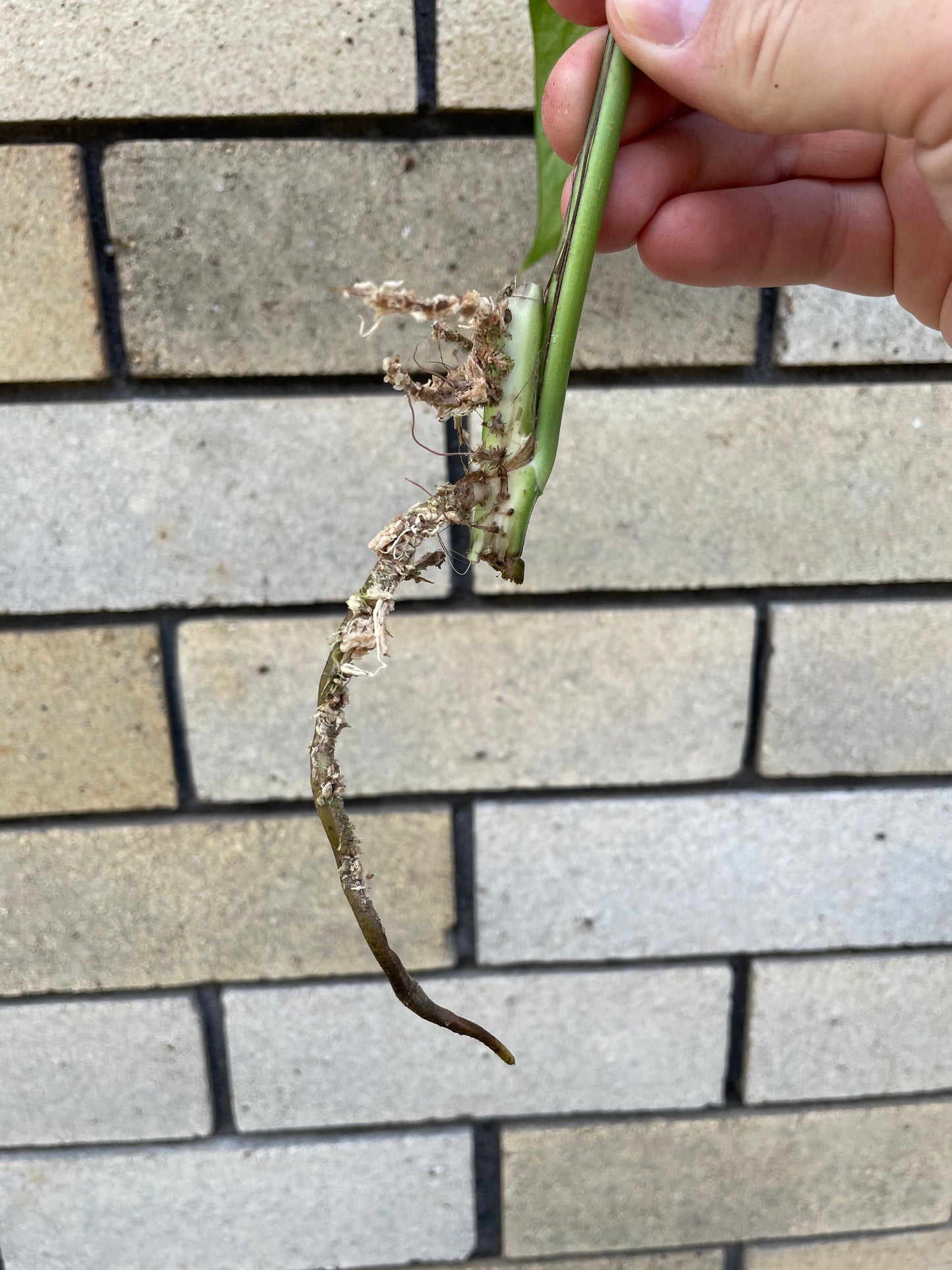 Epipremnum Pinnatum 'Mint' cutting