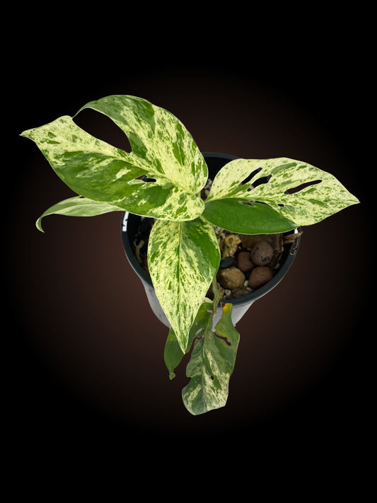 Epipremnum Pinnatum Mottled