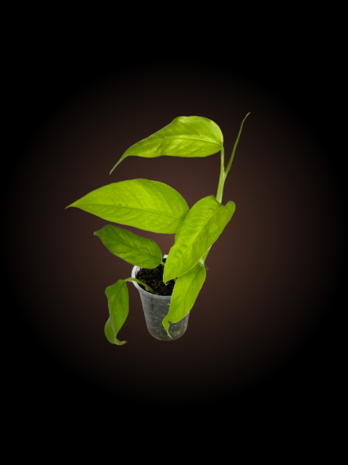 Epipremnum Pinnatum Neon