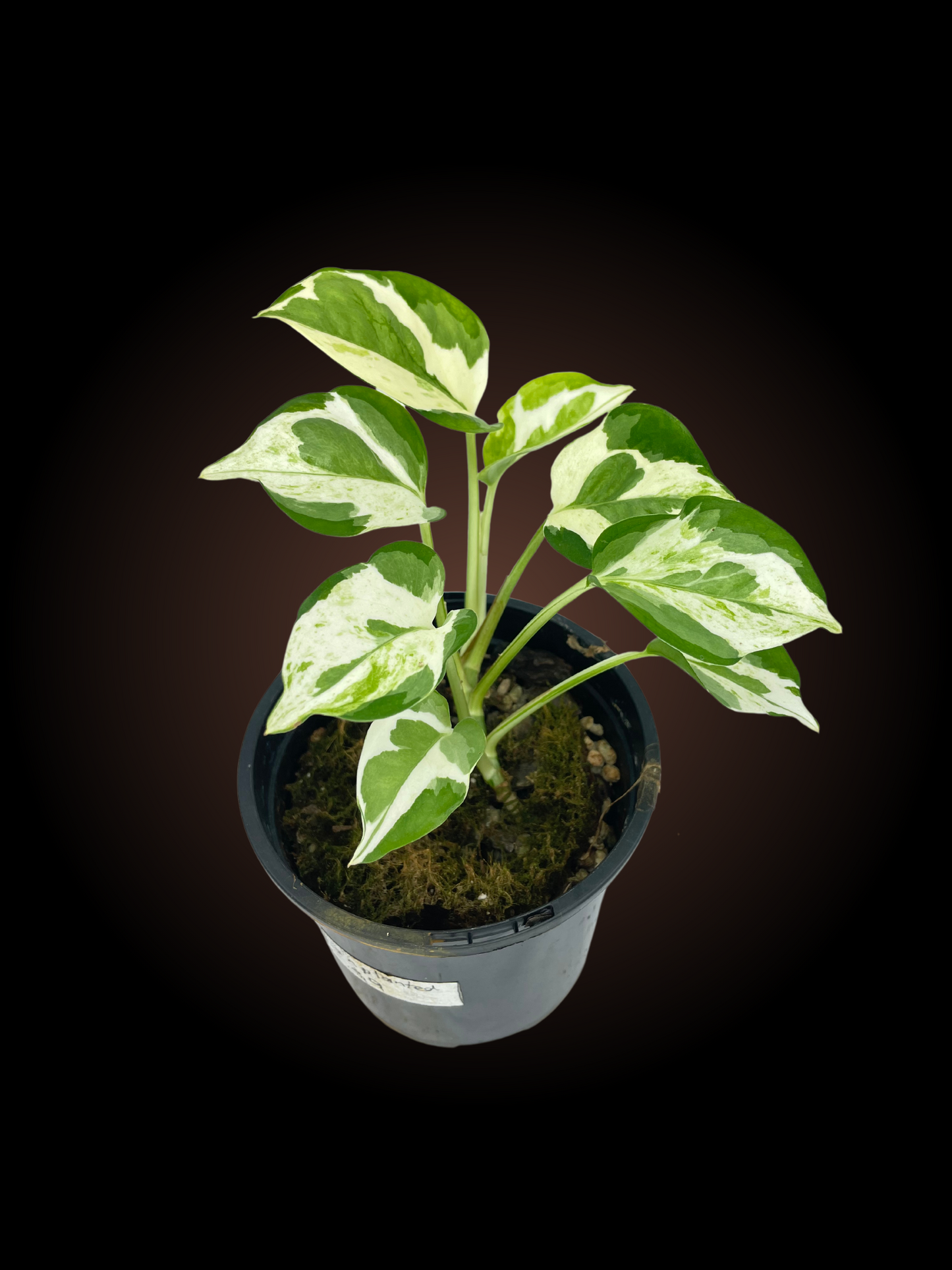 Epipremnum Snow Queen