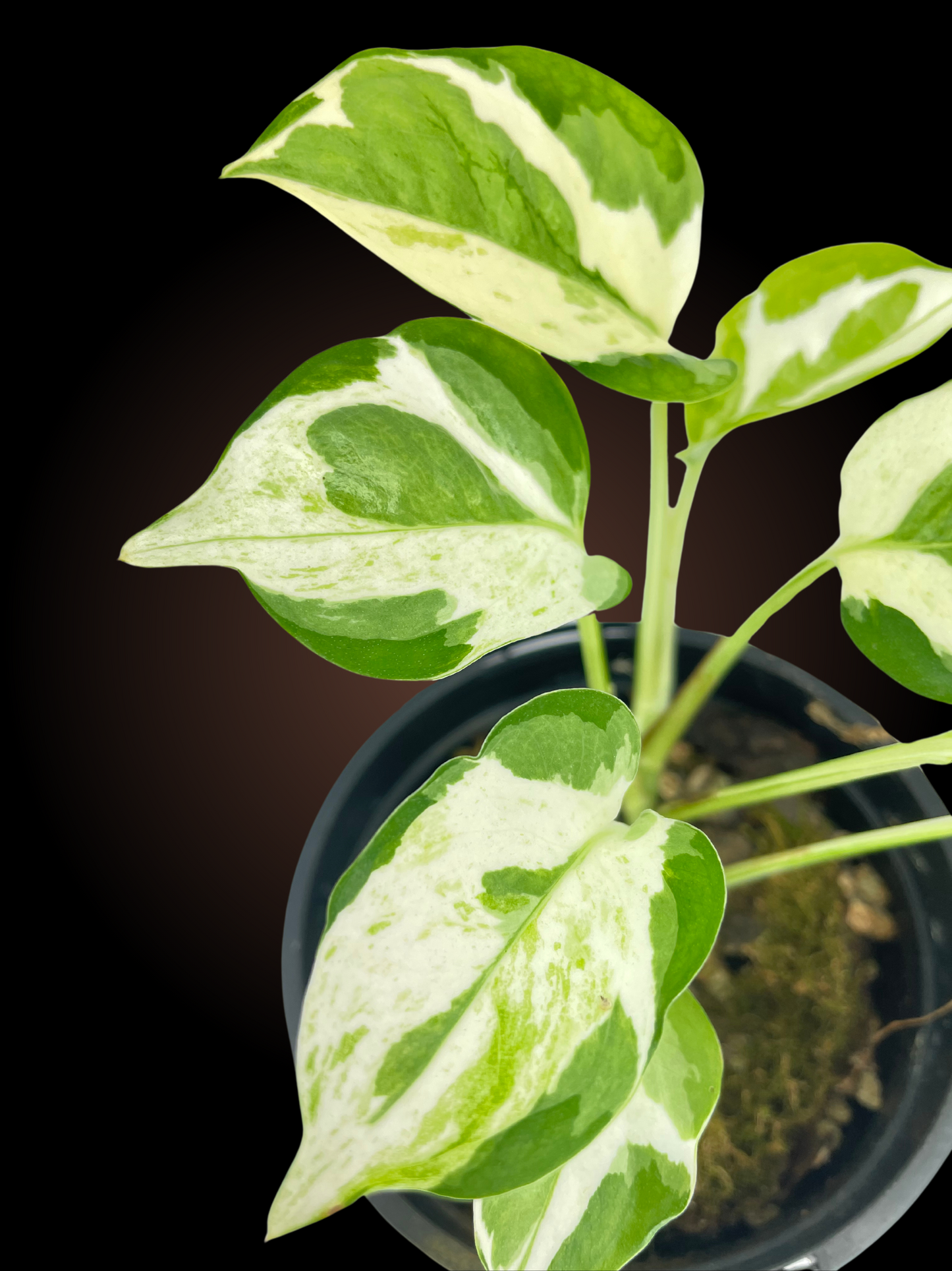 Epipremnum Snow Queen