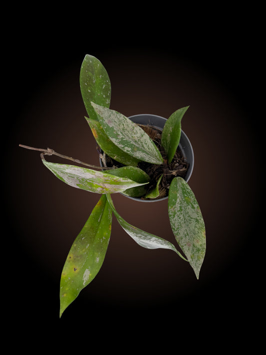 Hoya Pubicalyx