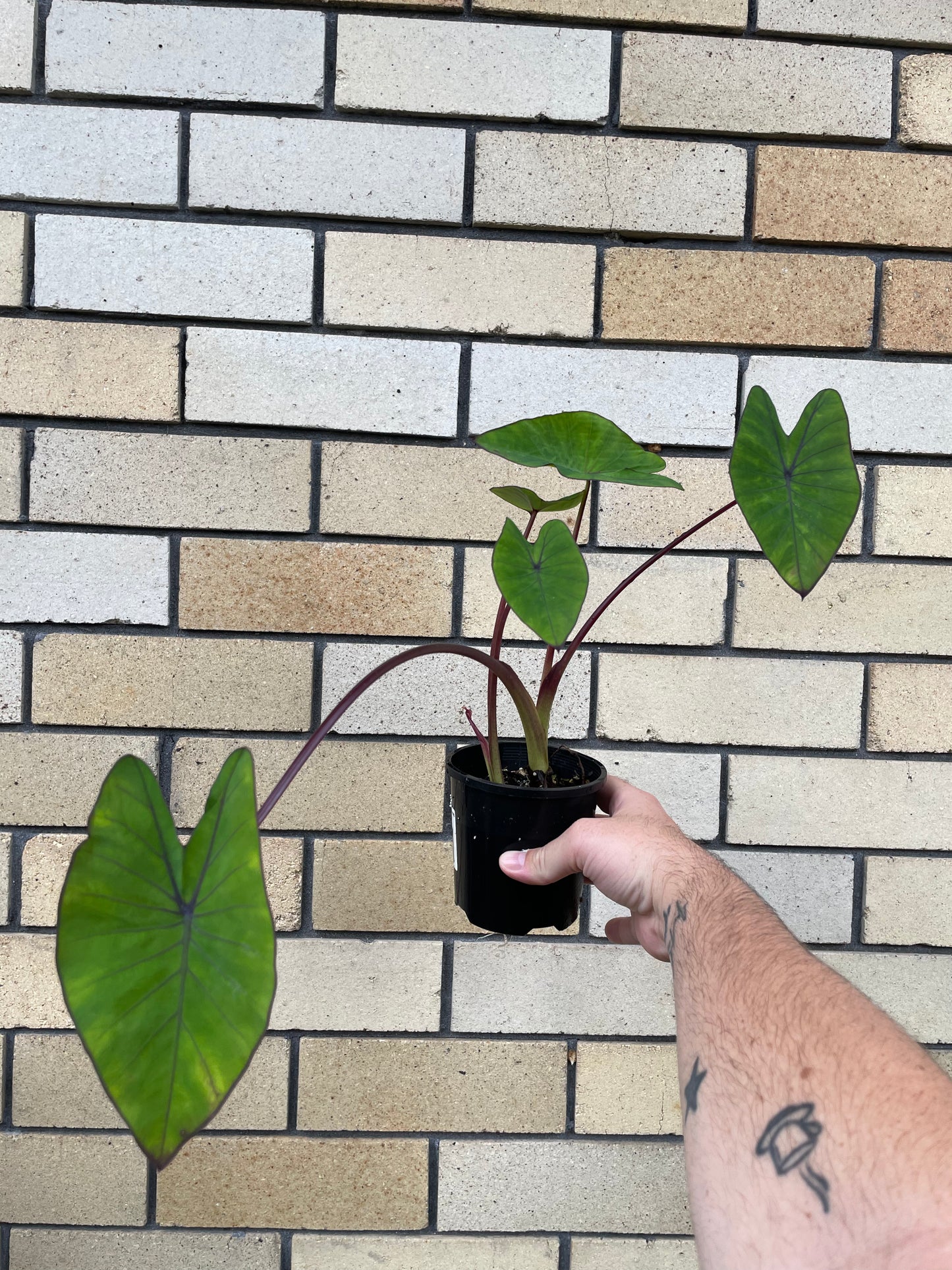 Colocasia Blue Hawaii