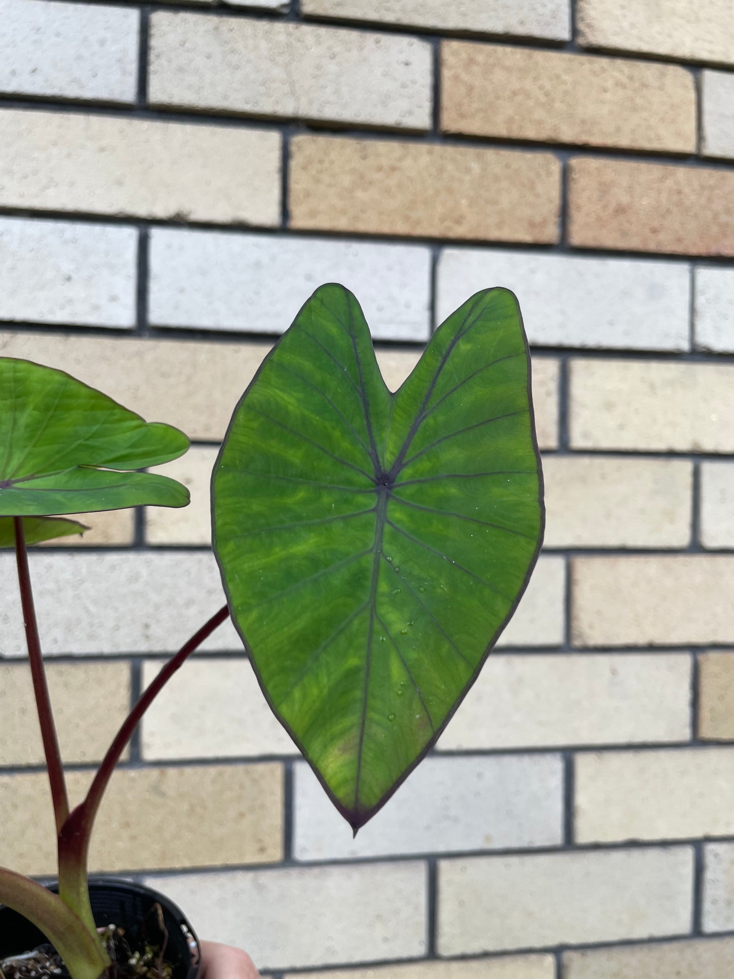 Colocasia Blue Hawaii