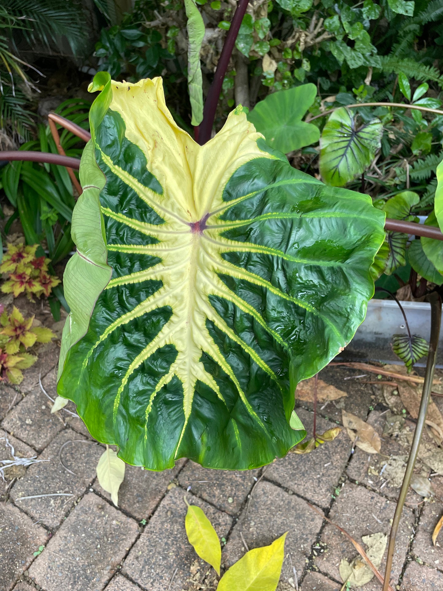 Colocasia White Lava